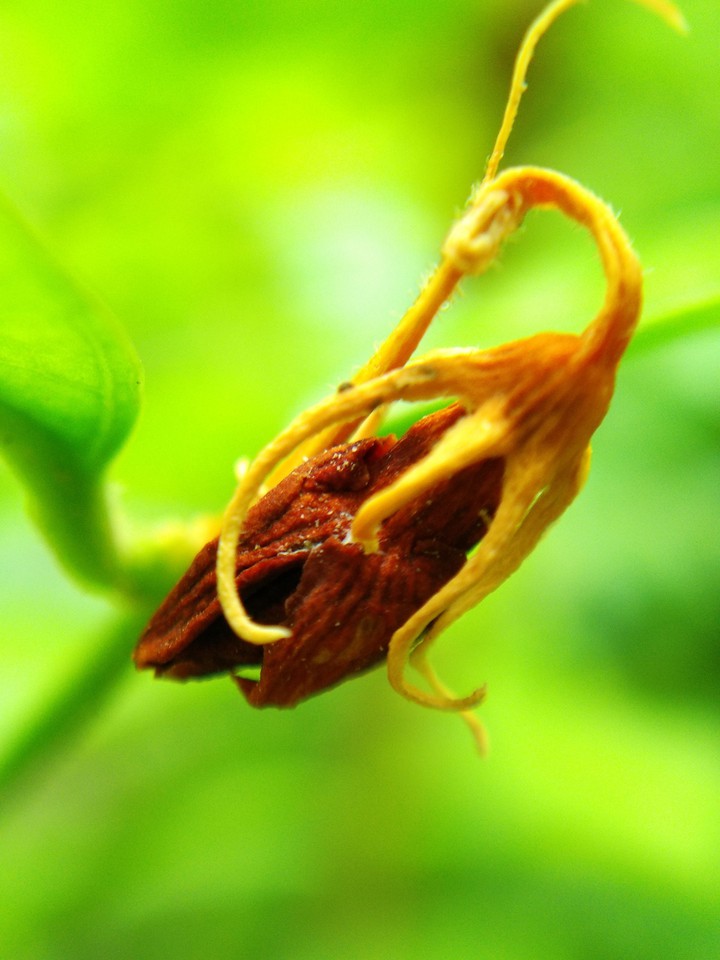 Dried beauty