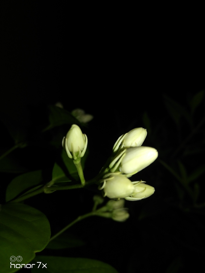 jasmin @night