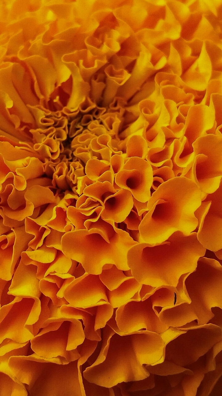Part of Marigold.