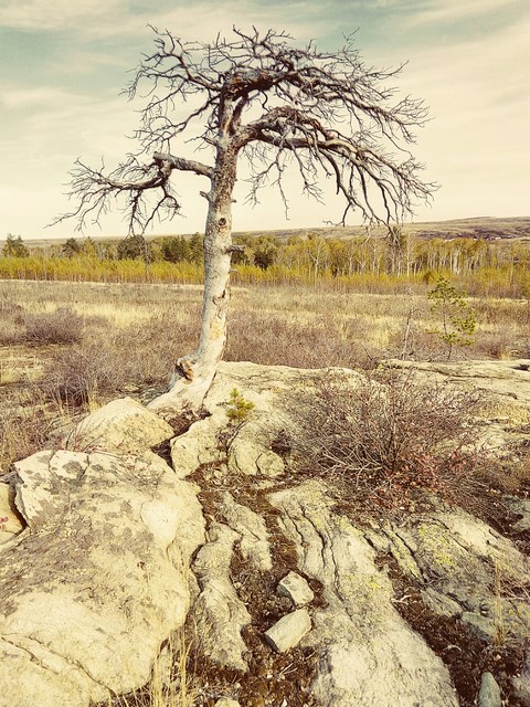 Fantastic tree