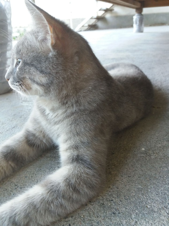 Felix