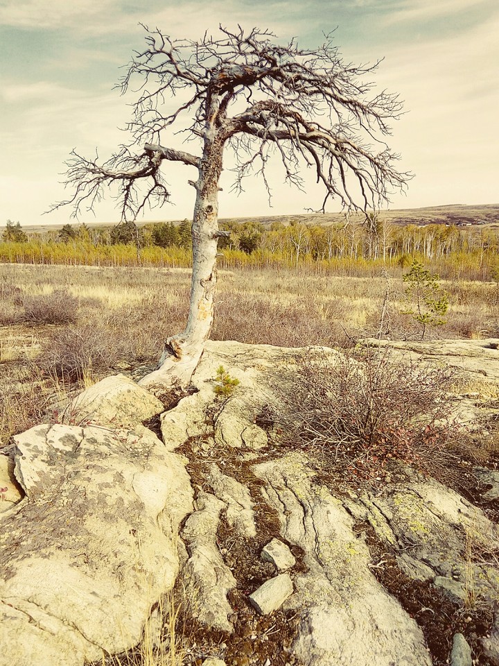 Fantastic tree