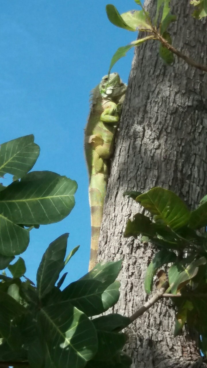 iguana