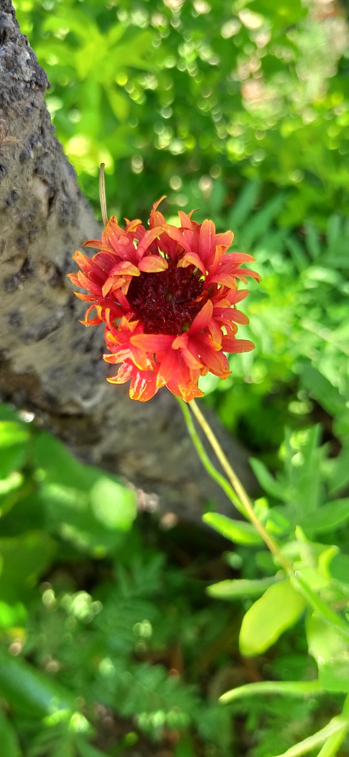 lightning flower