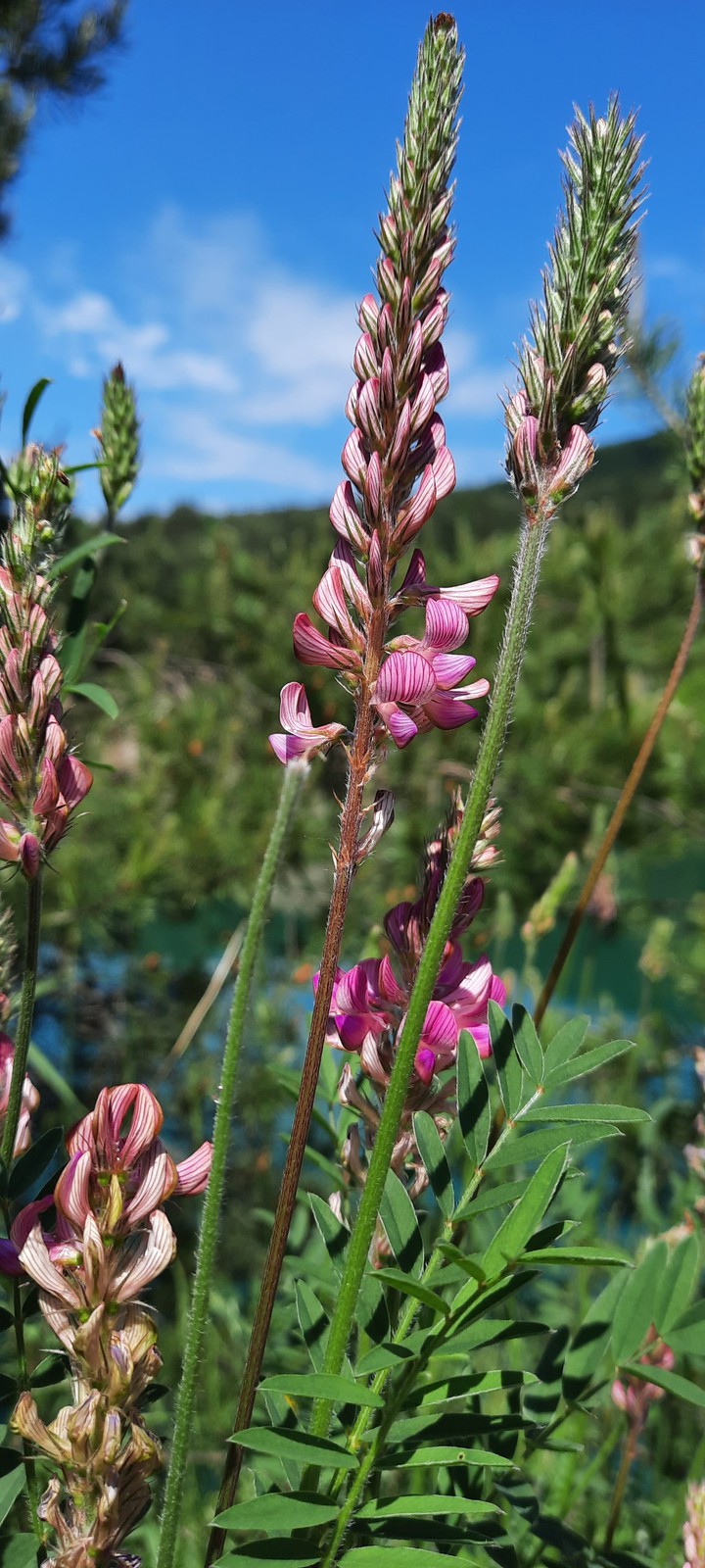 Pink wild beauties