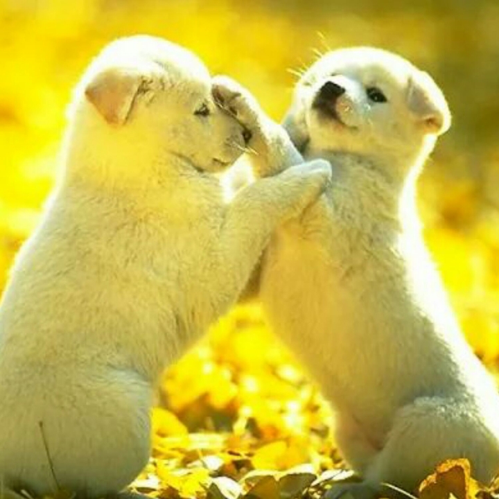 Cute pupies