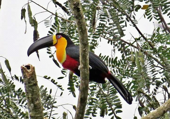 Tucano