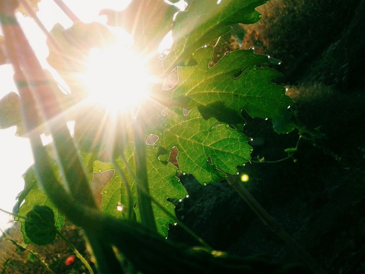 greeny