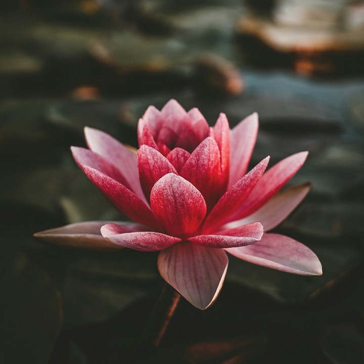 Lotus