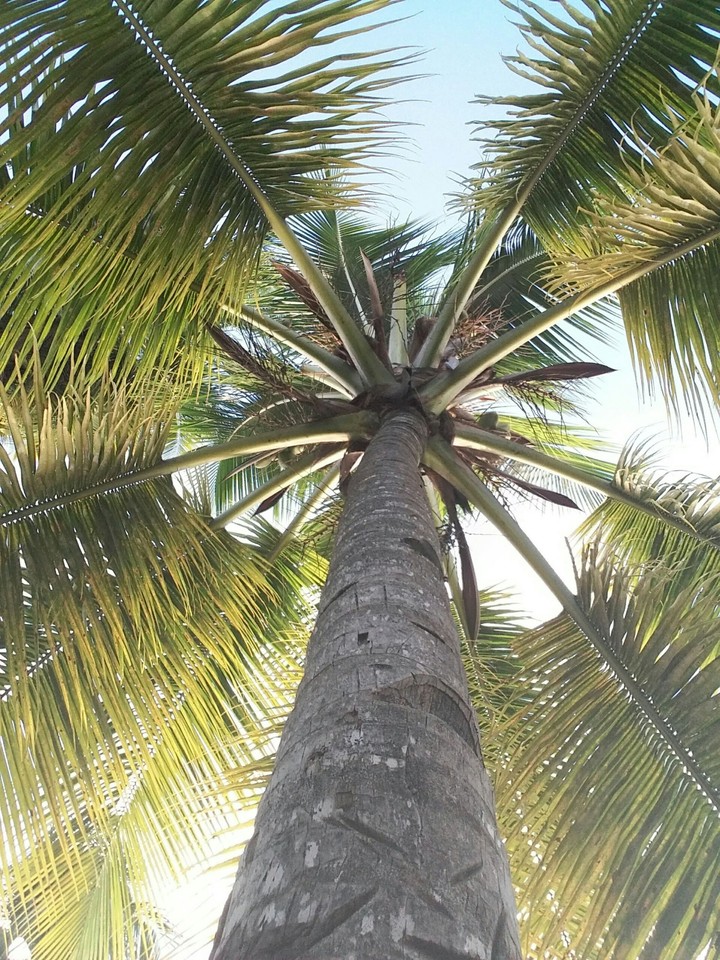 coconut tree