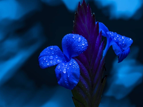 papéis de parede plant, flower