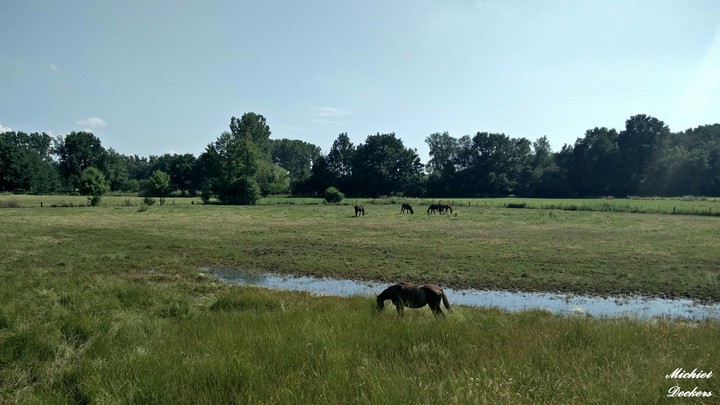 Horses grazing in a meadow