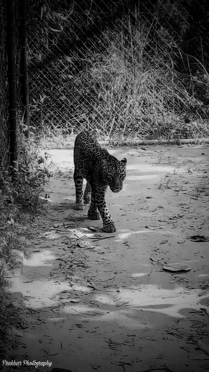 tiger