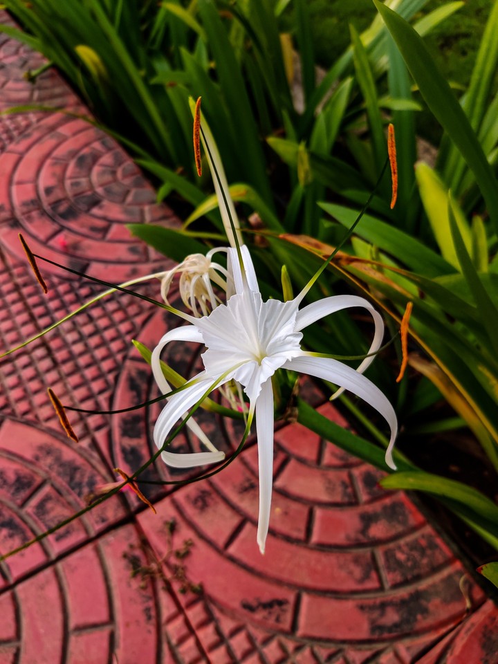 white flower