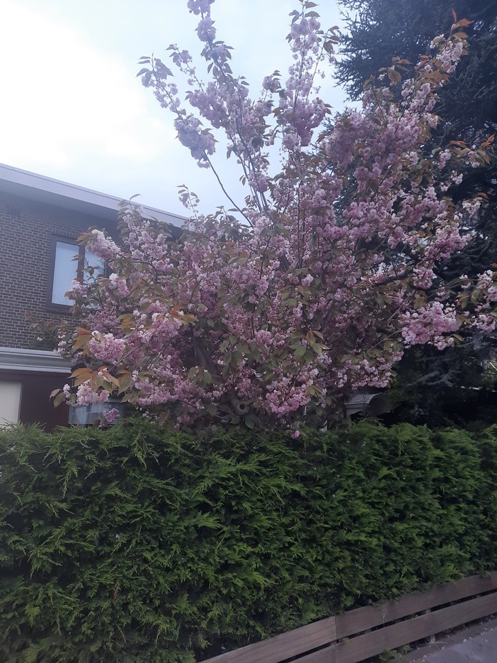 pink flowers