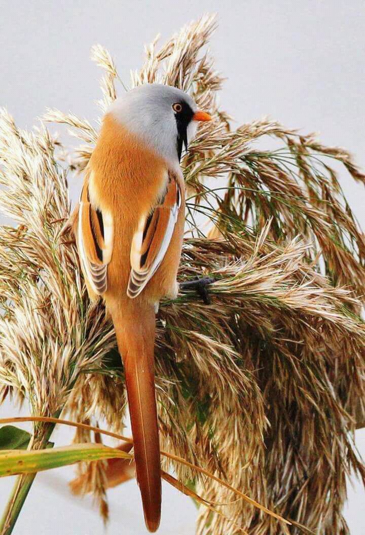 bird