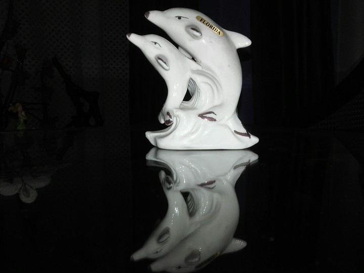 Dolphin reflection