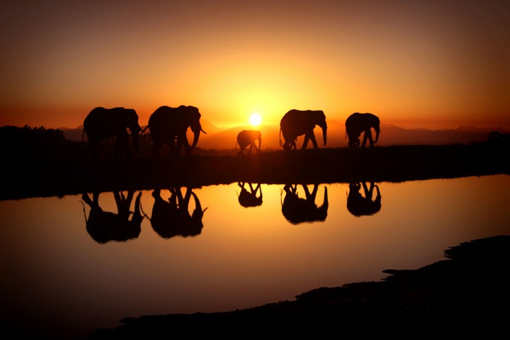 elephants