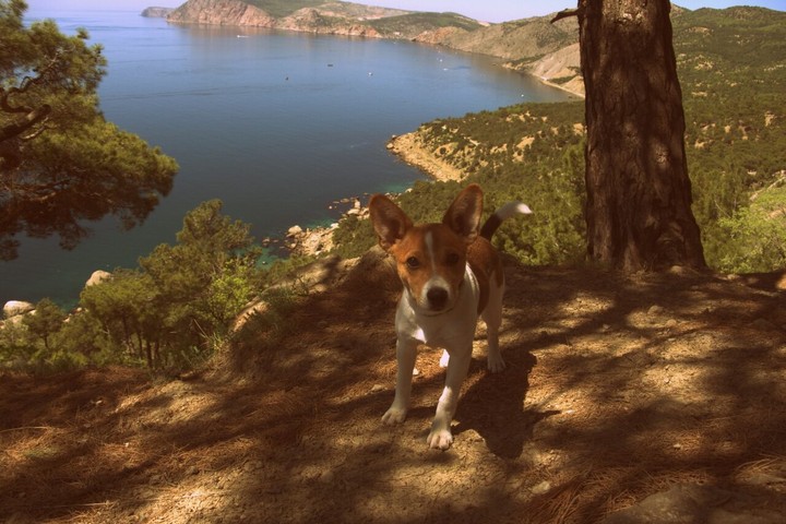 dog