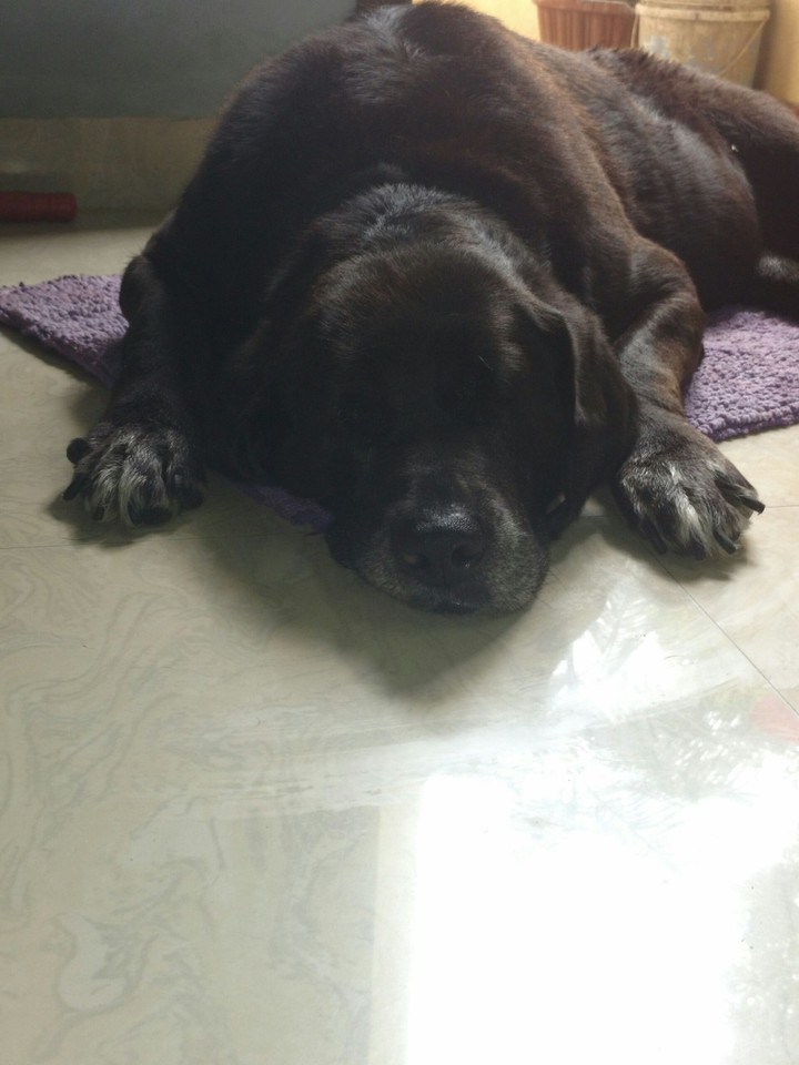 sleeping beauty