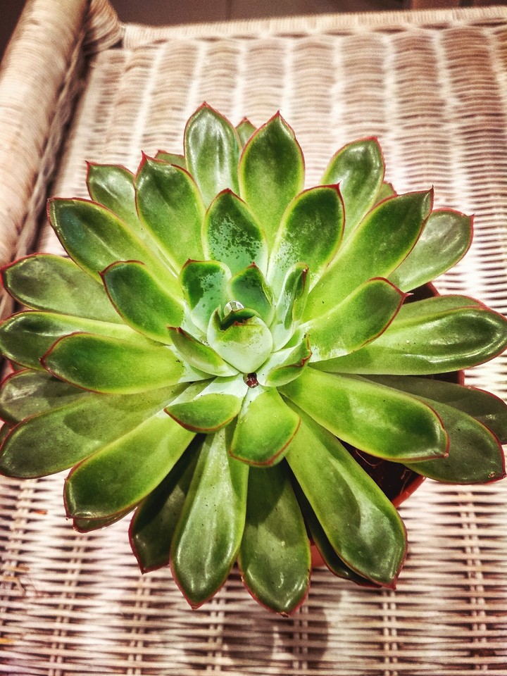 Кактус