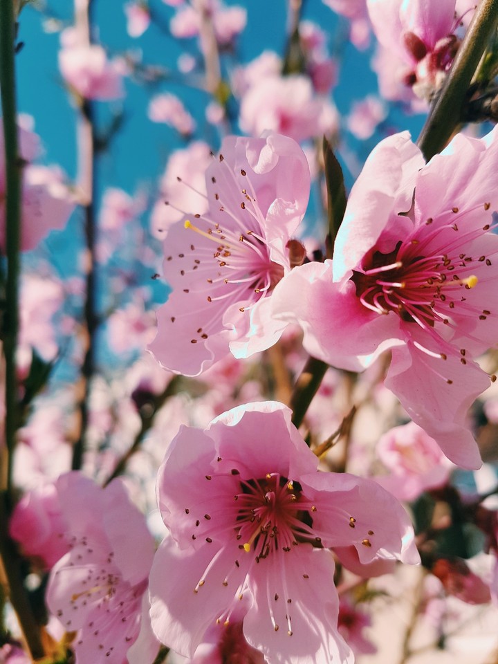 kierschblüten????
