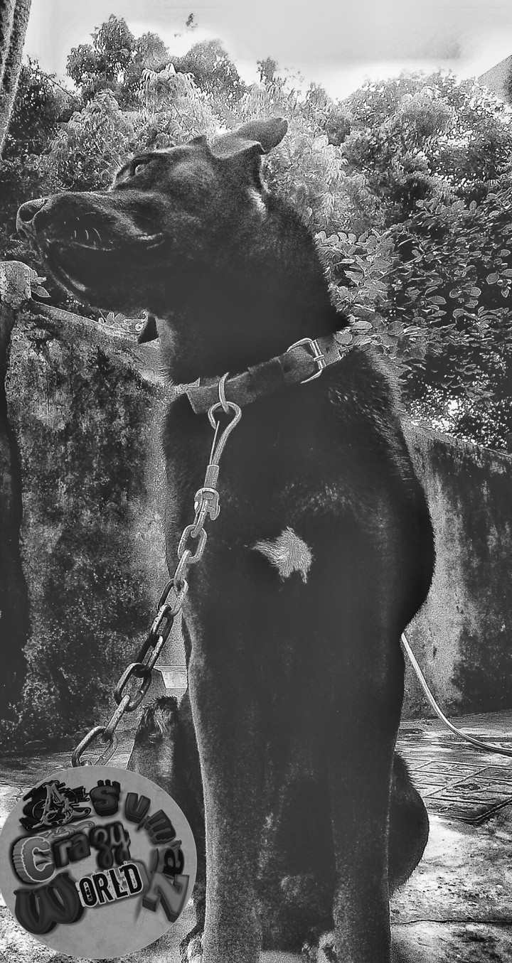 hell hound2