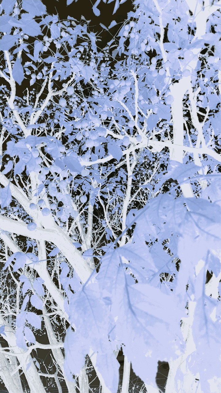 Negative Winter Tree