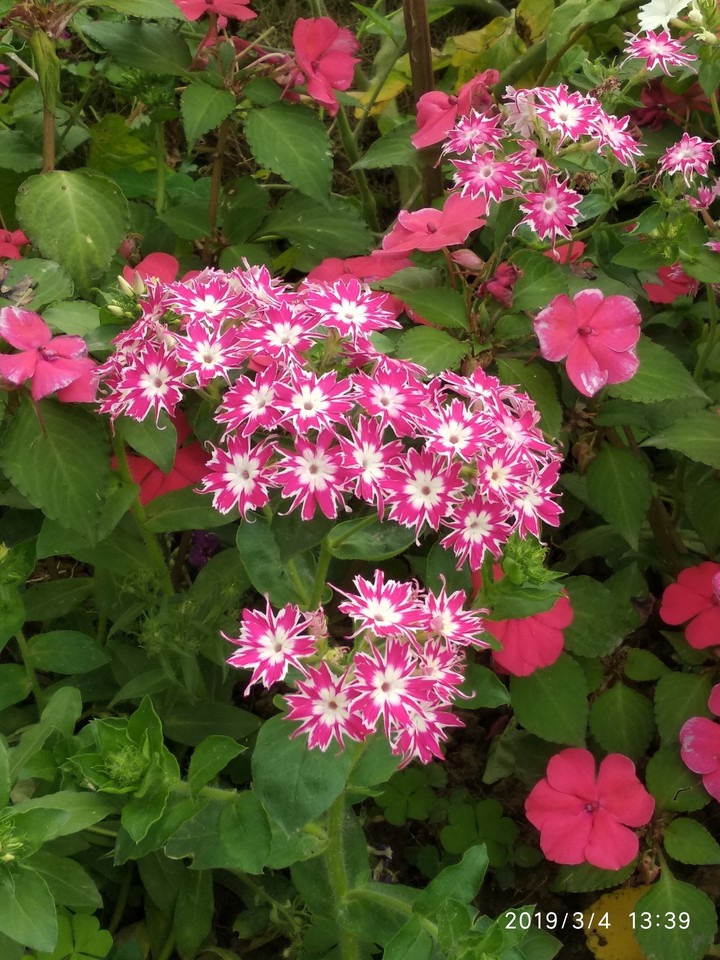 flower?