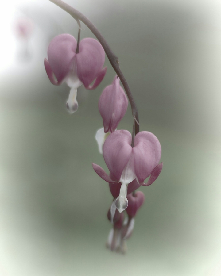 bleeding hearts
