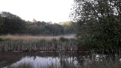 Creeping morning mist