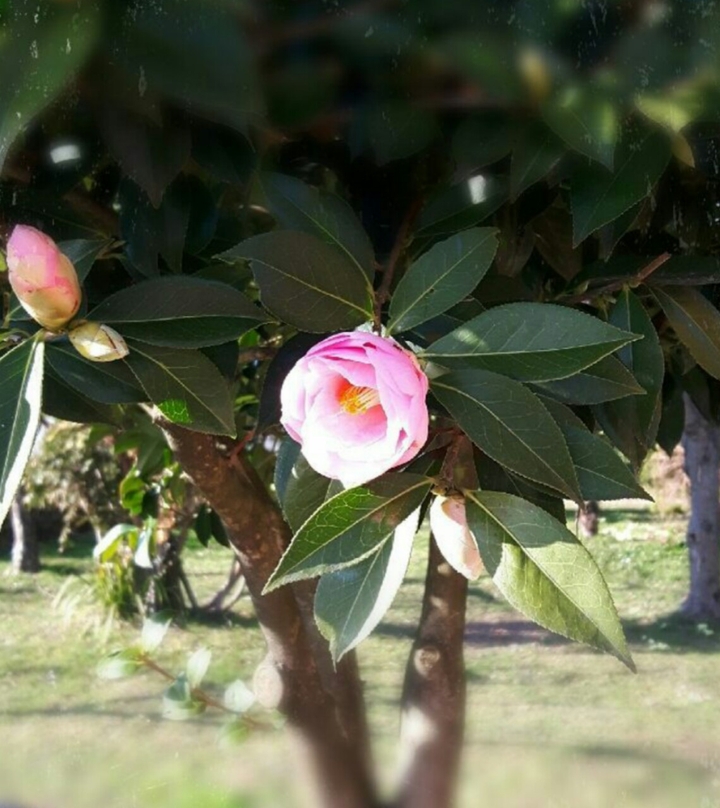 fiori