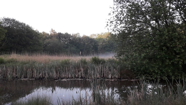 Creeping morning mist
