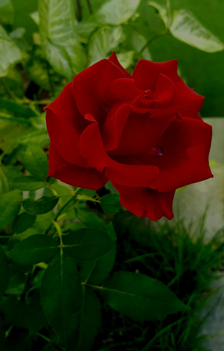 in rose