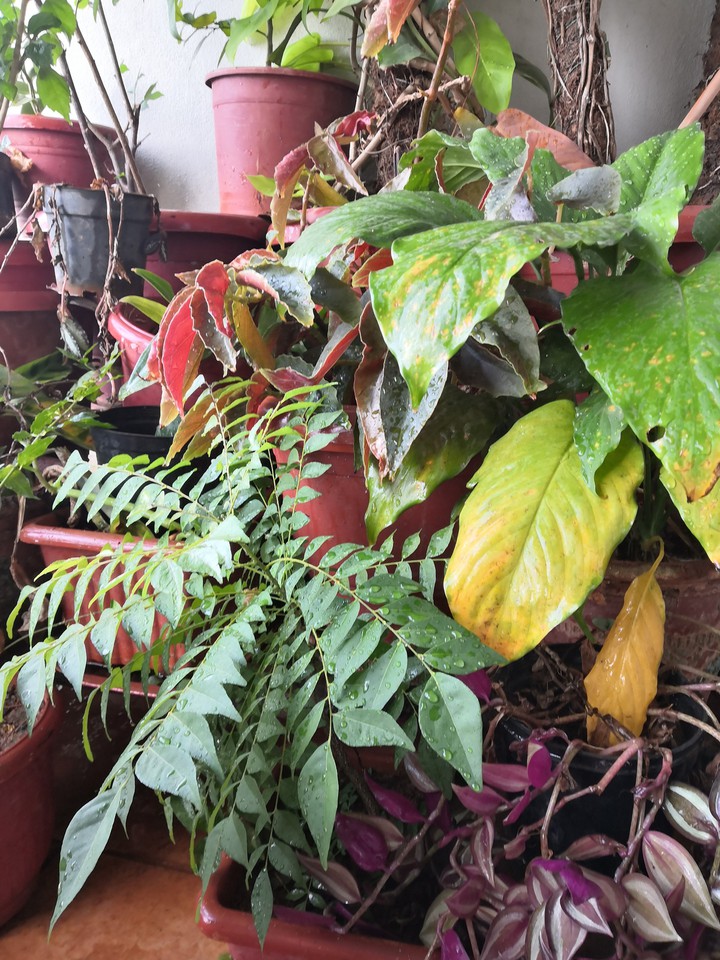 Natural Chaos