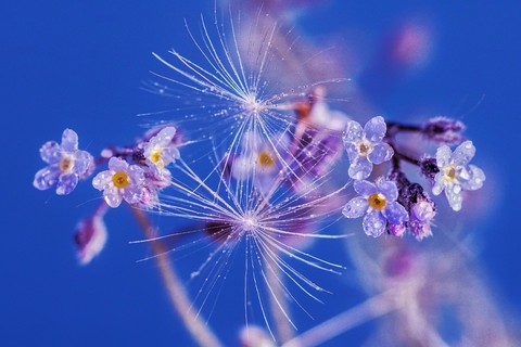 обои pink, flower