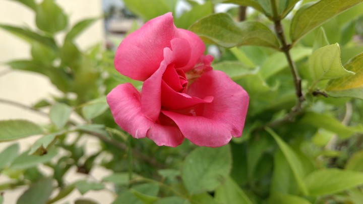 Rosie