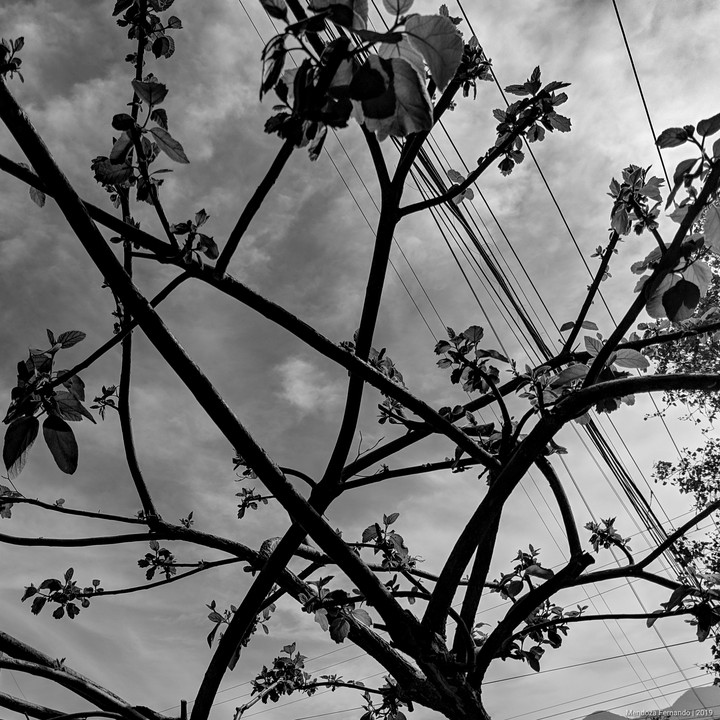 tree