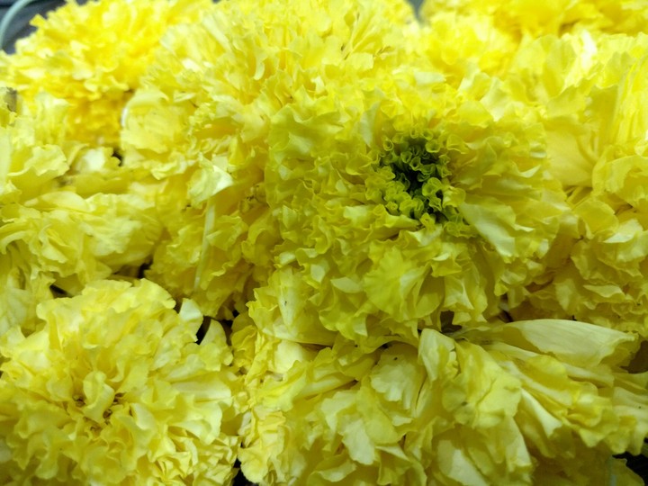 Yellow Marigold