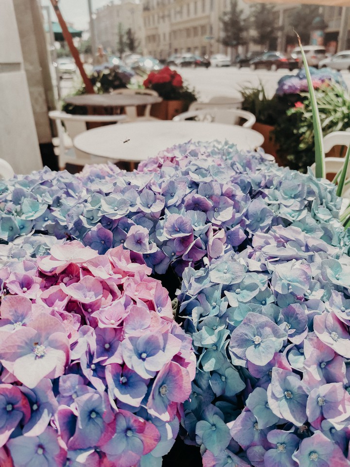 Hydrangea