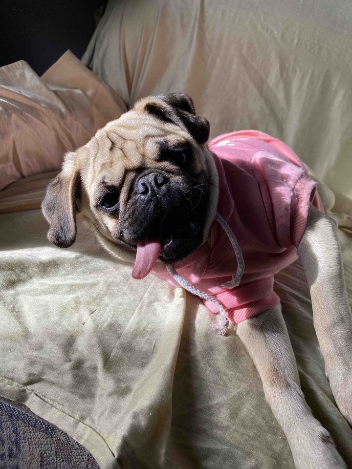 Laika