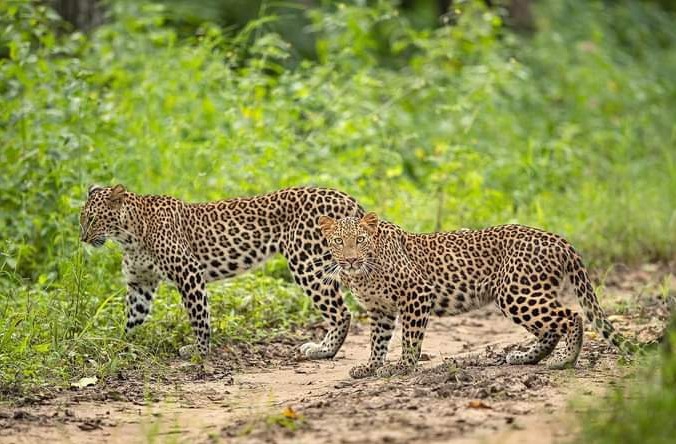 Wildlife