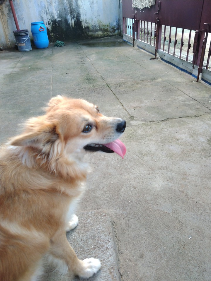 puppy