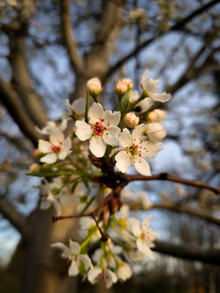 Blossoms