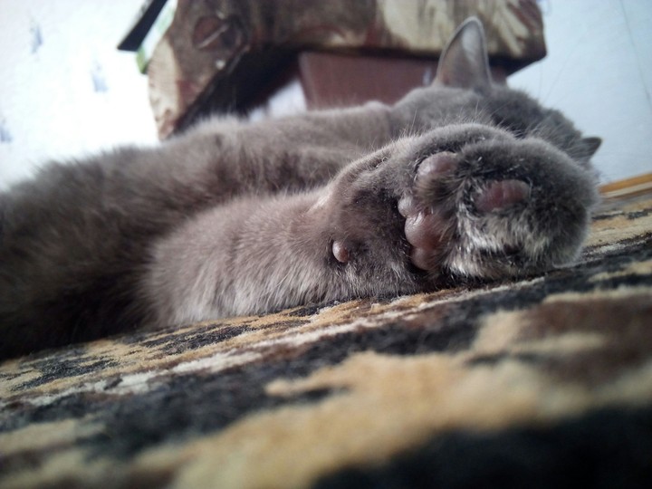 Лапка кошечки