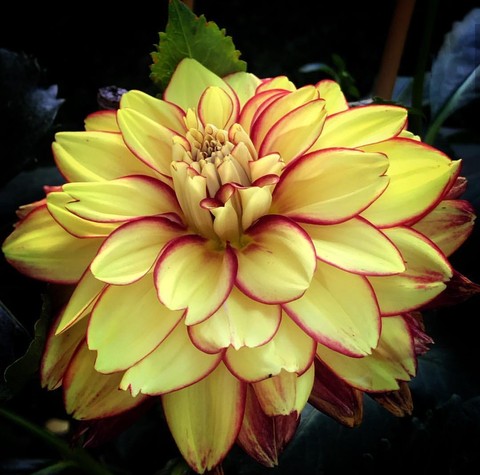 dhalia