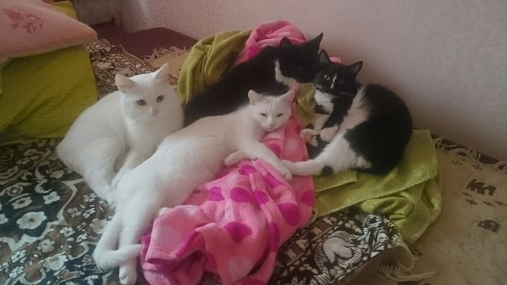 ))