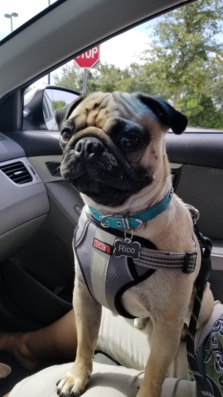 pug