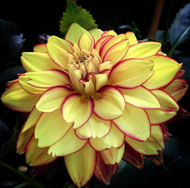 dhalia