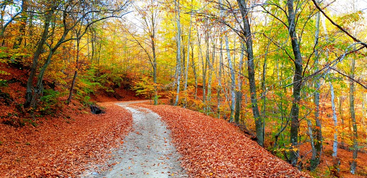 autumn,forest